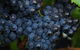 Wild Cattle Creek Estate Restaurant - thumb 12