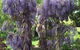 Villarett Gardens - thumb 4