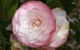 Villarett Gardens - thumb 5
