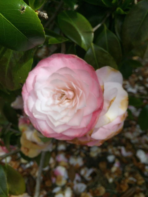 Villarett Gardens - Hobart Tourism 5