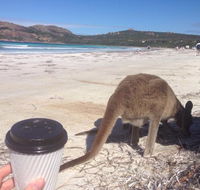 Lucky Bean - Hobart Tourism