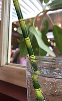 Settlers Tavern - Tourism TAS 1