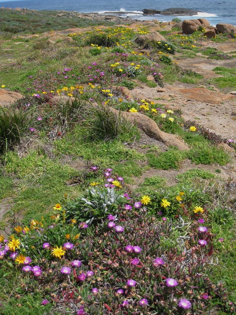 Cape Leeuwin Cafe - Hobart Tourism 8