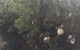 Dwellingup Blue Wren Cafe - thumb 5