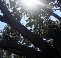 The Season Tree - Hobart Tourism