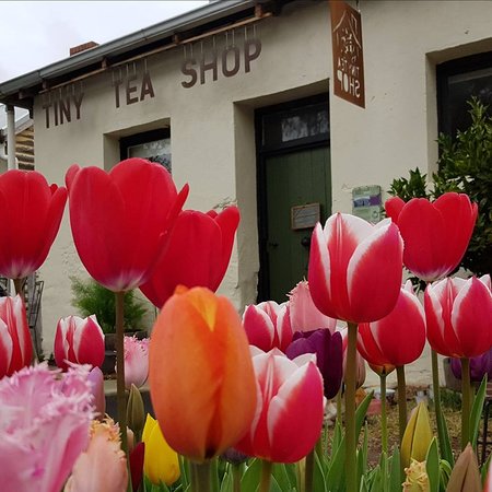 Tiny Tea Shop - Hobart Tourism 0