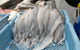 The Fresh Fish Place - Factory Direct Seafood - thumb 4