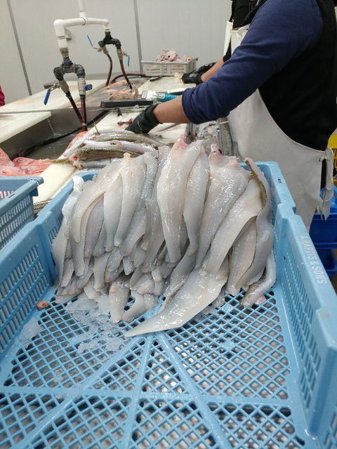 The Fresh Fish Place - Factory Direct Seafood - Tourism TAS 4