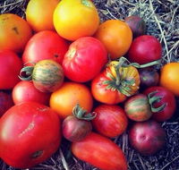 The Seasonal Garden Cafe - Hobart Tourism