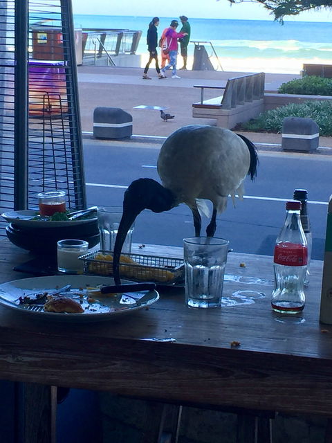 The Surfers Paradise Beach Cafe Pizzeria And Bar - Hobart Tourism 5