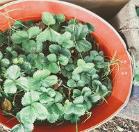 Ieightcake - Tourism TAS