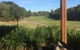 Lomandras - thumb 1