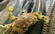 Innisfail Seafood - thumb 4