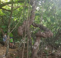 Foxy's Bar - Hobart Tourism