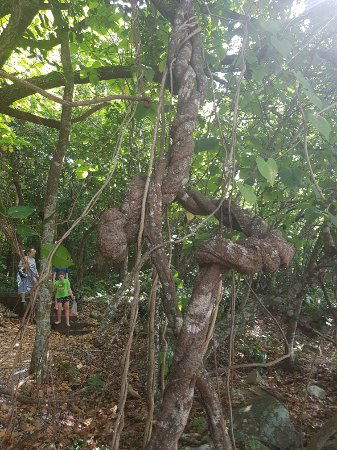 Foxy's Bar - Hobart Tourism 0