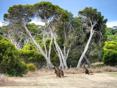Mercure Kangaroo Island Lodge - Tourism TAS 33