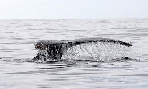 Mollymook Beach Waterfront - Tourism TAS 19