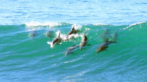 Mollymook Beach Waterfront - Tourism TAS 4