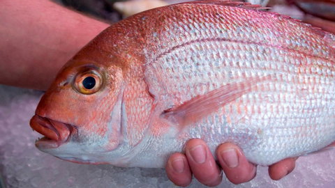 Mollymook Beach Waterfront - Tourism TAS 16