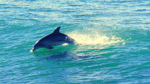 Mollymook Beach Waterfront - Tourism TAS 22