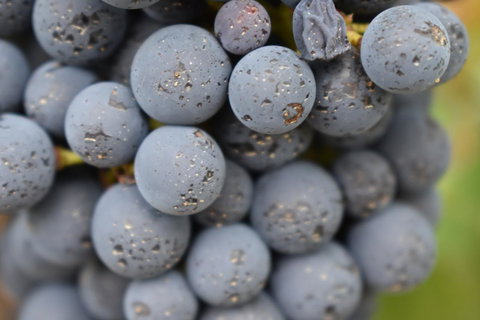 A Coonawarra Experience - Tourism TAS 23