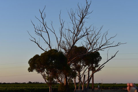 A Coonawarra Experience - Tourism TAS 24