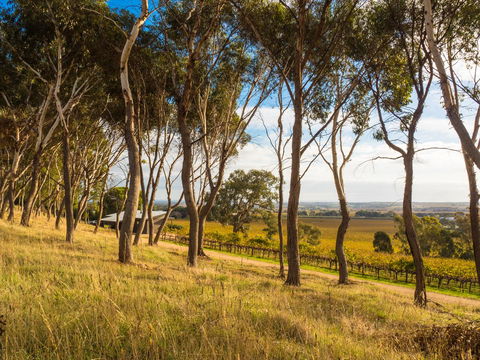 Shadow Creek McLaren Vale - Tourism TAS 5