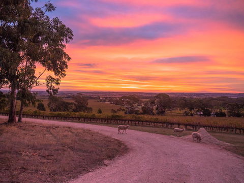 Shadow Creek McLaren Vale - Tourism TAS 24