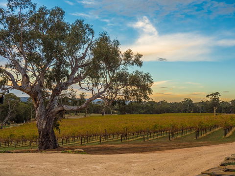 Shadow Creek McLaren Vale - Tourism TAS 23