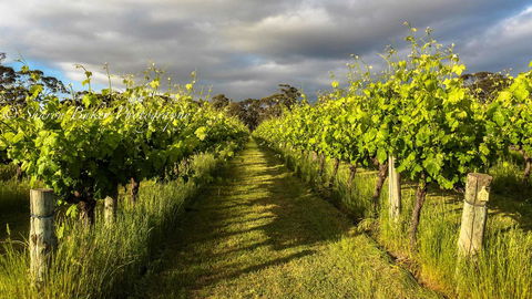 Shadow Creek McLaren Vale - Tourism TAS 20