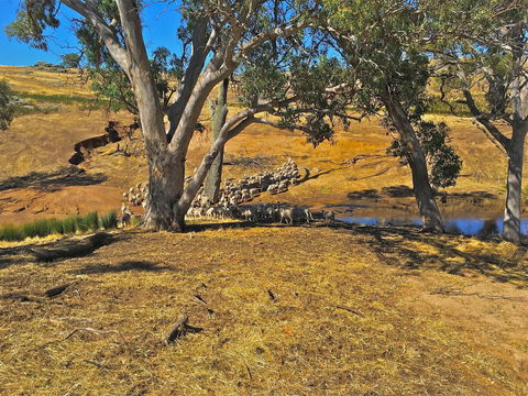 Rabbiters Hut - Tourism TAS 22