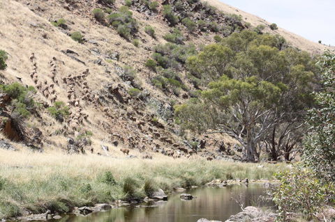 Rabbiters Hut - Tourism TAS 29