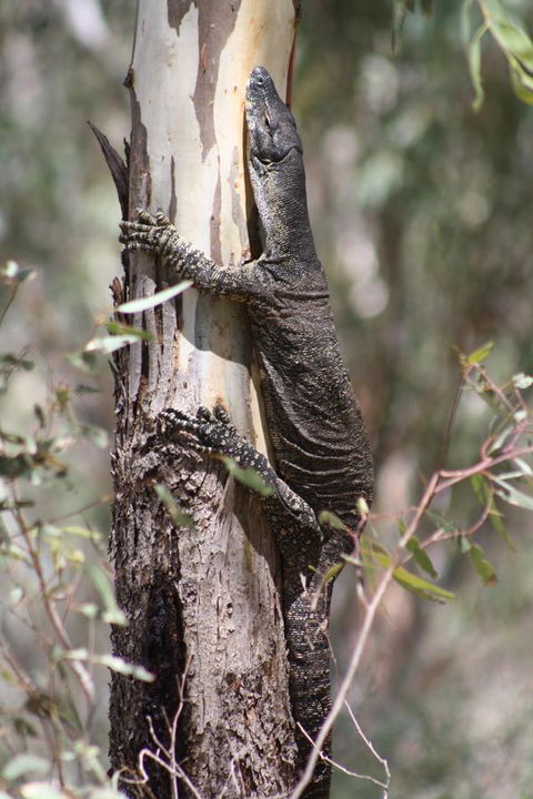 Rabbiters Hut - Tourism TAS 30