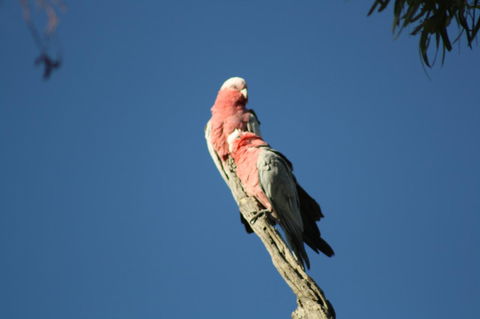 Rabbiters Hut - Tourism TAS 27