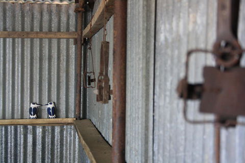 Rabbiters Hut - Tourism TAS 11