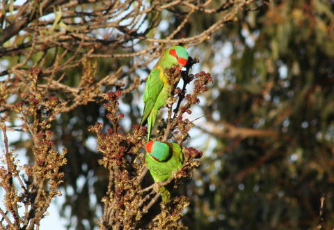Rabbiters Hut - Tourism TAS 32