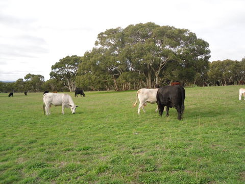 Wenton Farm Holiday Cottages - Hobart Tourism 17