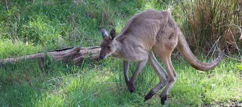 Longwood Retreat - Hobart Tourism 36