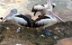 Brunswick Heads Treetop Studio - thumb 26