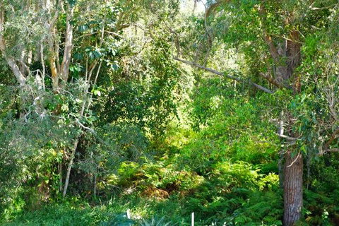 Brunswick Heads Treetop Studio - Tourism TAS 20