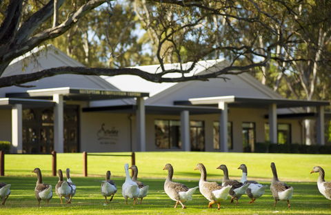 Serafino McLaren Vale - Tourism TAS 17