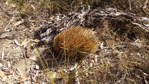 Rosie\'s - Hobart Tourism 12