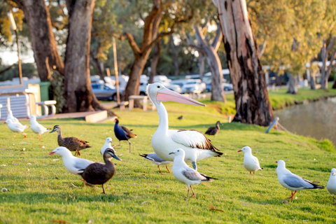 BIG4 Renmark Riverfront Holiday Park - Tourism TAS 9