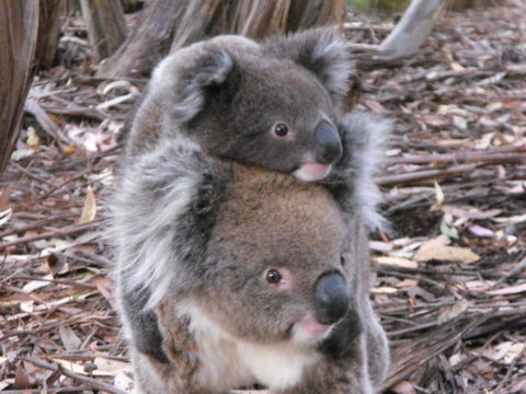 Discovery Parks - Kangaroo Island - Hobart Tourism 34
