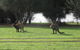Discovery Parks - Kangaroo Island - thumb 40