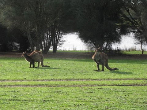 Discovery Parks - Kangaroo Island - Hobart Tourism 40