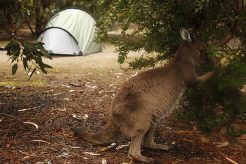 Discovery Parks - Kangaroo Island - Hobart Tourism 35
