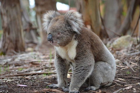 Discovery Parks - Kangaroo Island - Hobart Tourism 38