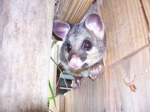 Discovery Parks - Kangaroo Island - Hobart Tourism 39