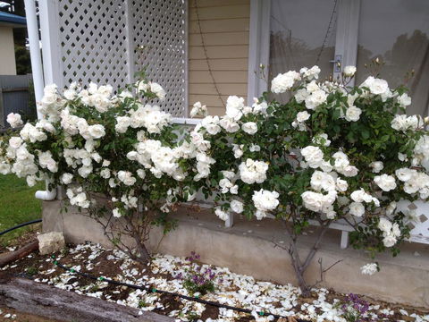 Railway Cottage In Beachport - Hobart Tourism 12